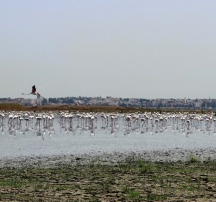 Precious Tunisian Wetlands and Migratory Birds Face Peril Amidst Drought and Climate Change