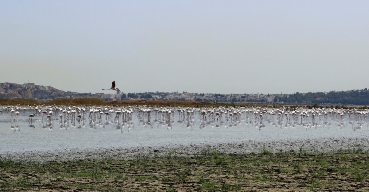 Precious Tunisian Wetlands and Migratory Birds Face Peril Amidst Drought and Climate Change